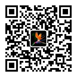 天堂小鸟微信公众号
