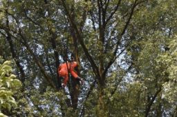 男子穿防蜂服摘马蜂窝殒命