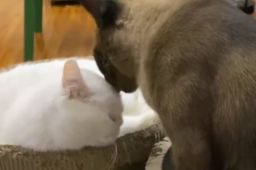 确诊者家中3只猫核酸阳性被安乐死