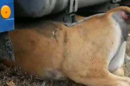 货车撞上牛群当场撞死14头牛