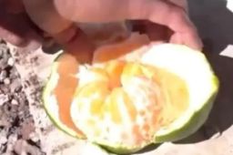 战友剥好橘子放在陈祥榕墓碑前