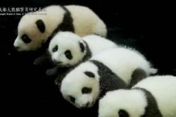 新生熊猫幼仔亮相 共庆祖国华诞