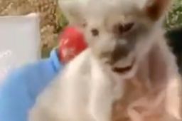 游客执意接触幼狮致展出结束