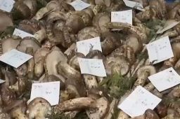 中国松茸在日本卖到1公斤670元