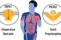 今年首个诺奖:破解人类感知之谜