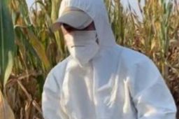 小伙国庆穿防护服给老丈人收玉米