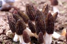 中国人悄无声息实现了羊肚菌自由