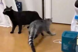 日本千叶县6.1级地震 东京震感明显