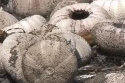 北海道9成海胆死亡空壳遍布海滩