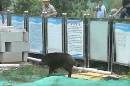 150斤野猪南京街头乱窜