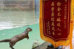 水獭帮游客水池捞手机获赠锦旗