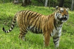 东北虎豹国家公园正式成立