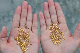 用黄金制1000粒米扔进黄浦江