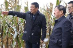 市委书记市长到田间抢收玉米