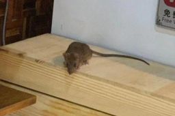 饭店现老鼠蹿跳 老板：天冷猫不在