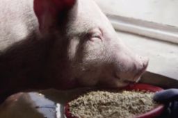 山西洪灾幸存的猪坚强被扑杀