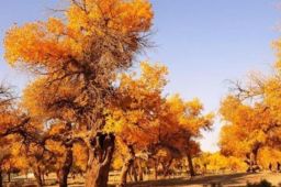 额济纳旗赠滞留游客3年内免费门票