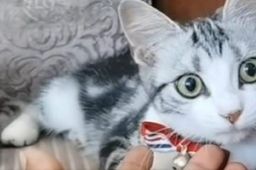 袁隆平的猫还在等他回家