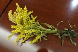 武汉围剿加拿大一枝黄花