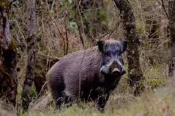 四川通江2万头野猪成灾