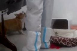 央视网评隔离宠物狗被扑杀