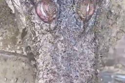 200斤鳄鱼被吓后待水里溺死