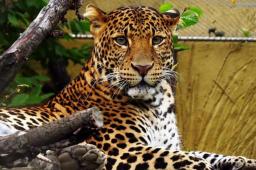 杭州动物园3只金钱豹逃脱 6人获刑