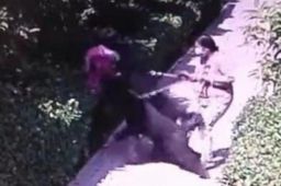 狗咬人事件气哭记者 狗主人被停职