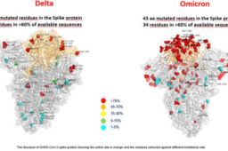 全球首张奥密克戎毒株图片公布