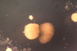 全球首个活体机器人实现自我繁衍