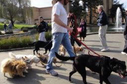 最严遛狗令限时凌晨还要给狗戴口罩