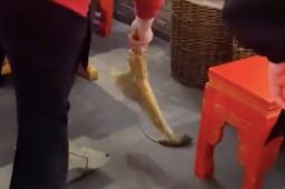 武汉知名火锅店天降老鼠砸到食客