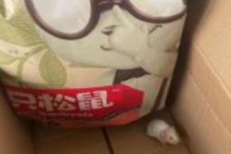 小伙拆三只松鼠快递箱发现一只仓鼠
