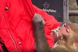 张家界猴子咬烂游客兜里牛奶猛喝