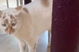 流浪猫收到新年礼物回赠一只老鼠