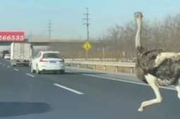 天津高速鸵鸟奔跑车辆纷纷避让