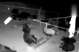 青海1小时内5次地震 牛群受惊逃窜