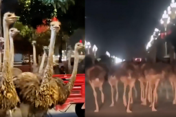 广西近百鸵鸟“越狱”街头狂奔