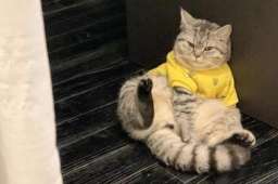 猫被困封控楼 深圳卫健委霸气回应