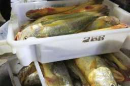 4900斤野生大黄鱼卖了957万