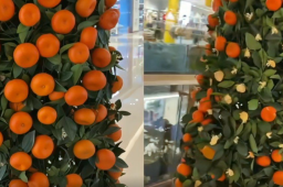 商场橘子树盆栽被顾客薅秃了