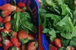 120元买一篮草莓底部塞1斤菜叶