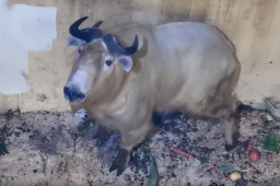 罕见六不像生物被困工厂 身份曝光