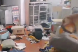 女子隔离14天通过监控看狗把家拆完