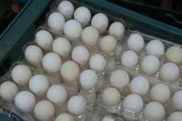 台湾每天缺120万颗鸡蛋