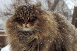 俄罗斯的猫被制裁了