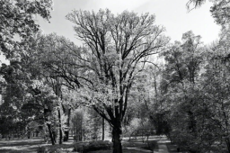 俄罗斯的树也被制裁了