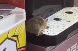 餐馆内老鼠在顾客面前偷喝豆浆