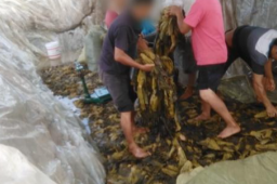 统一的老坛酸菜究竟是哪的？