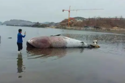 9米长鲸鱼搁浅大连海滩
